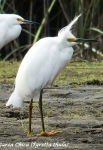 fauna