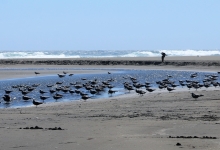 gaviota garuma