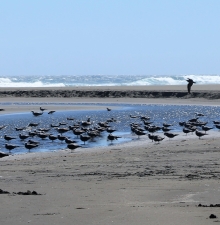 gaviota garuma