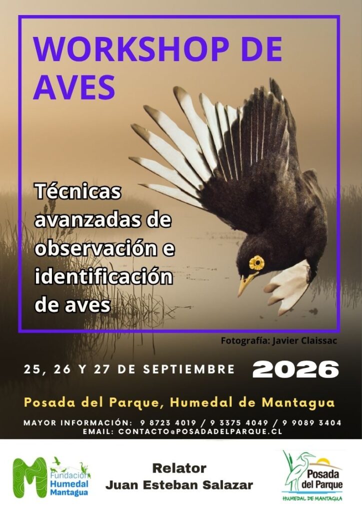 Workshop de aves - técnicas avanzadas de observación e identificación de aves